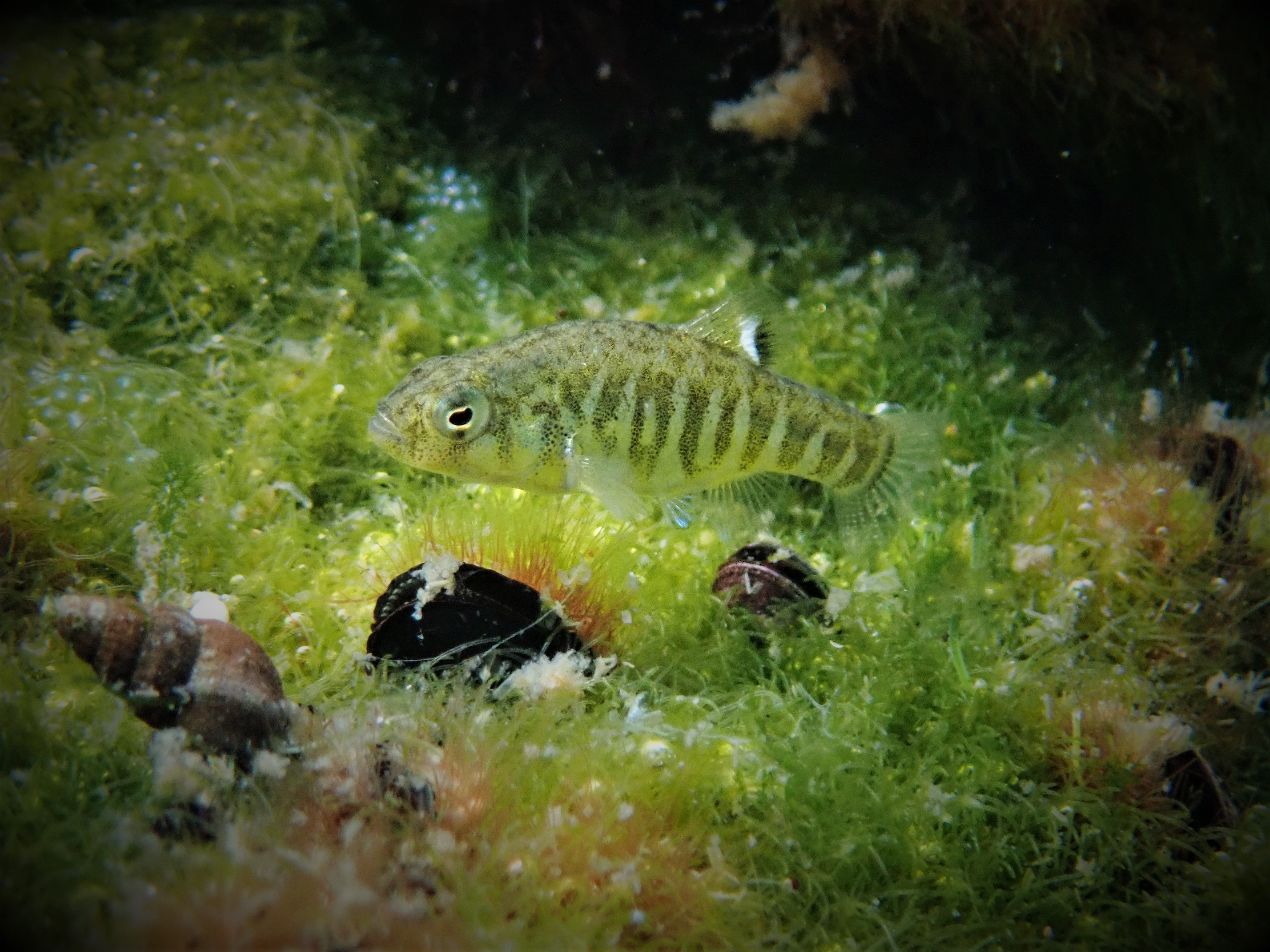 pupfish